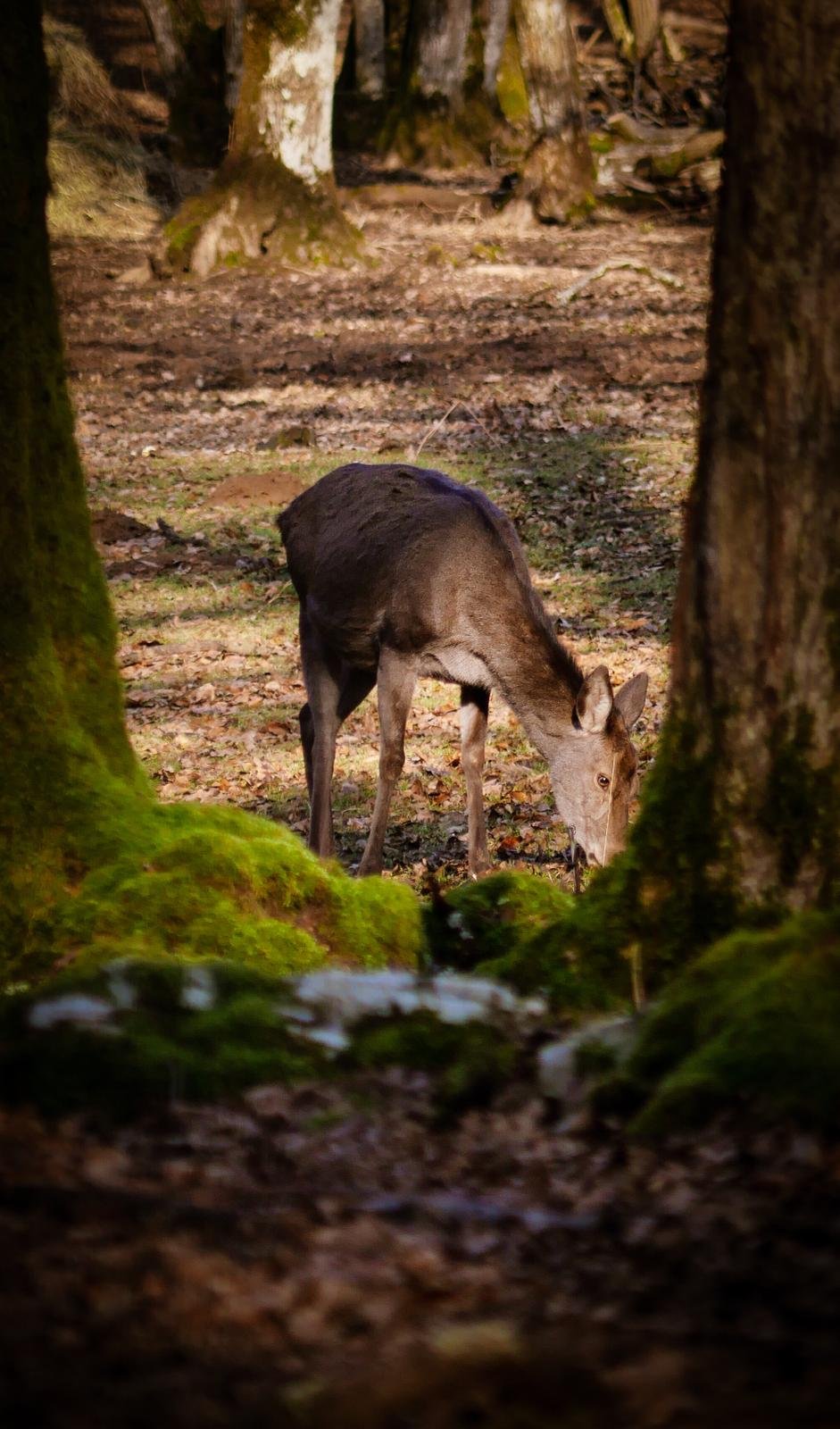 Nature 